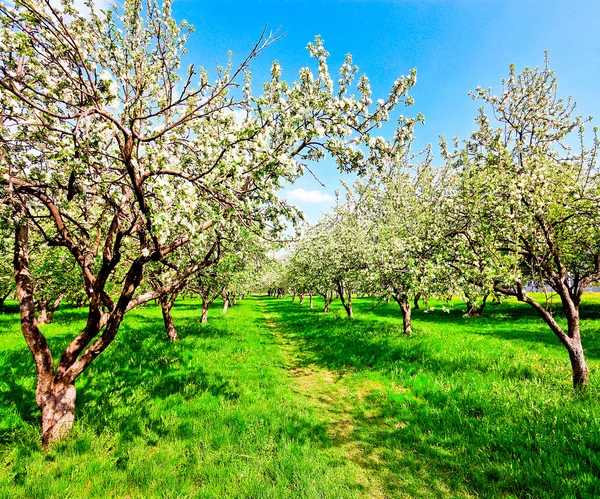 Floral apple trees over blue sky in spring park — Stock Photo, Image