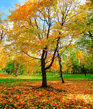 güzel sonbahar park