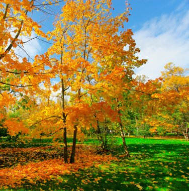 güzel sonbahar park