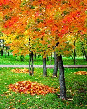güzel sonbahar park
