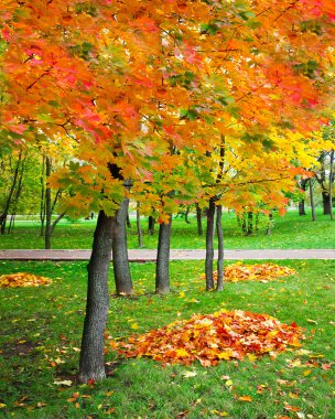 güzel sonbahar park