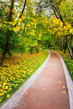 güzel sonbahar park