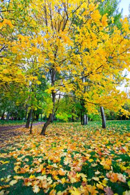 güzel sonbahar park