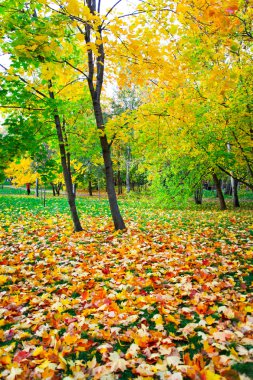 güzel sonbahar park