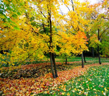 güzel sonbahar park