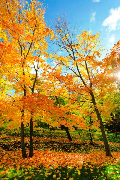 Schöner Herbstpark — Stockfoto