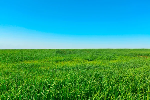 Zonnige lea — Stockfoto