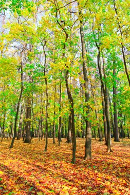 güzel sonbahar park