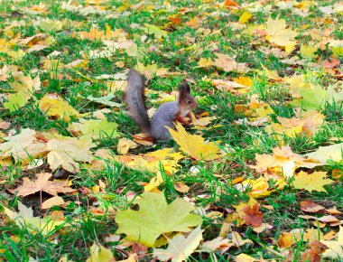 sonbahar ormandaki güzel sincap