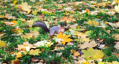 sonbahar ormandaki güzel sincap