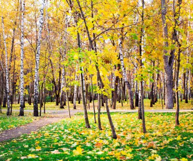 Huş ağaçları güzel sonbahar Park
