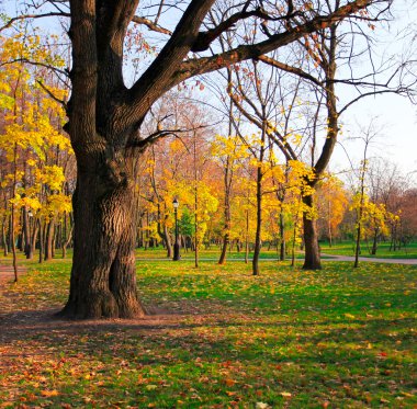 Sonbahar ormanındaki eski büyük meşe ağacı.