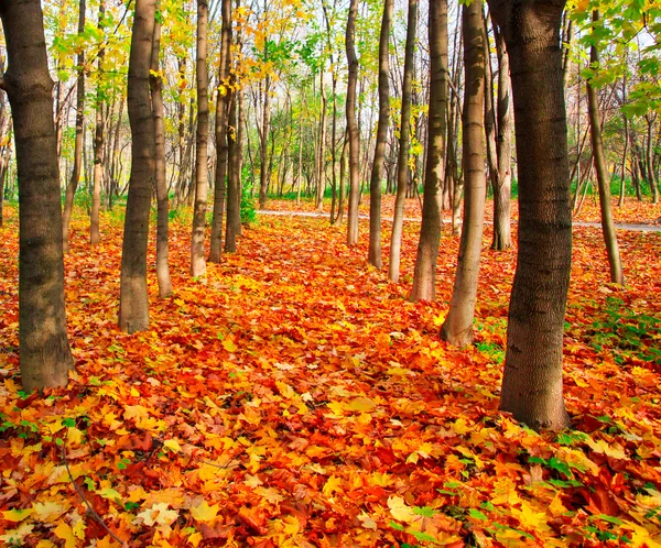 Herfstpark — Stockfoto