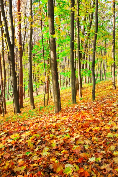 Mooie herfst heuveltje — Stockfoto