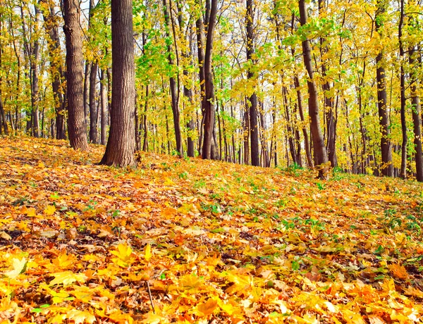 Färgglada skog — Stockfoto