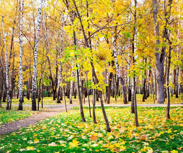 Березы в красивом осеннем парке — стоковое фото