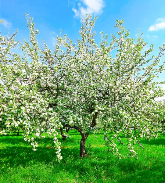 Blühende Apfelbäume über blauem Himmel im Frühlingspark — Stockfoto