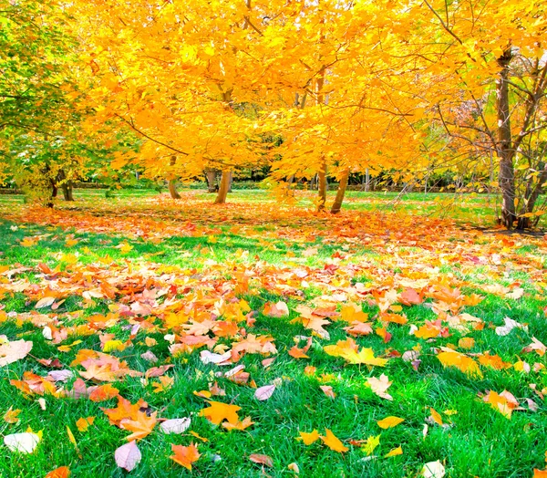 秋の公園 — ストック写真