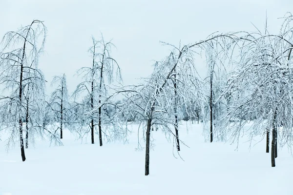 Hermoso bosque de invierno nevado parque —  Fotos de Stock