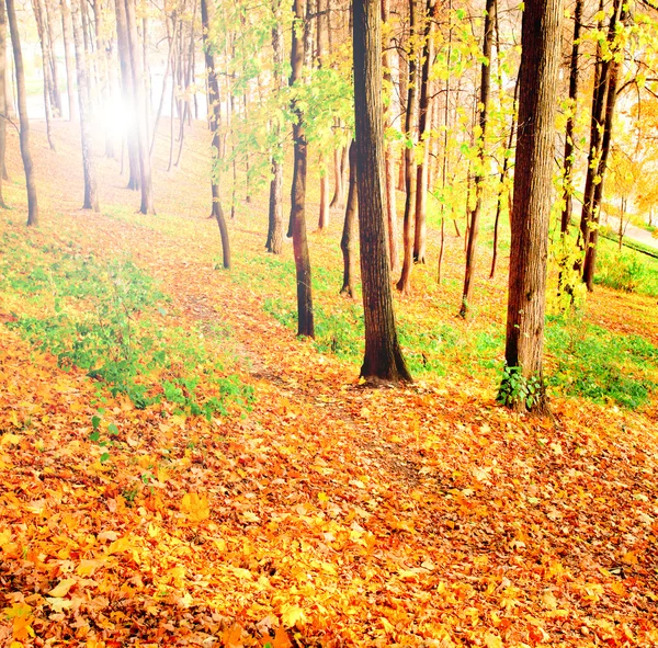 Huş ağaçları güzel sonbahar Park — Stok fotoğraf