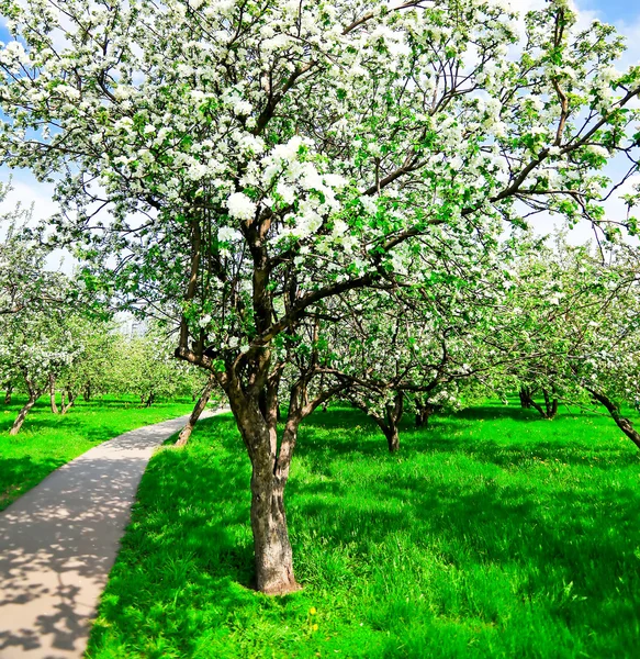 Apple tree in orchad — Stock Photo, Image