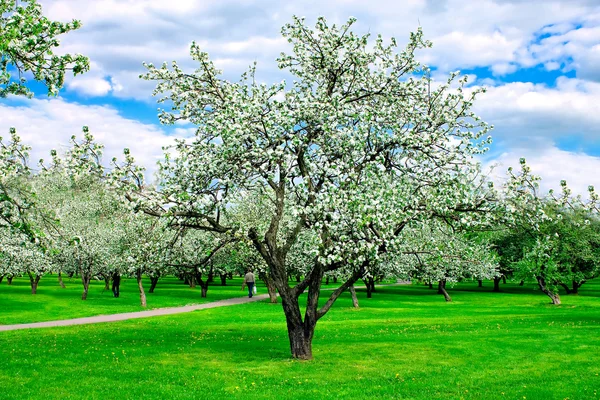 Яблони в парке — стоковое фото
