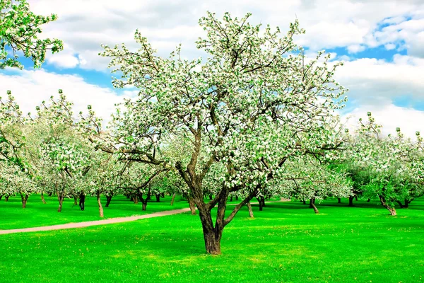 Elma ağaçlarının Park — Stok fotoğraf