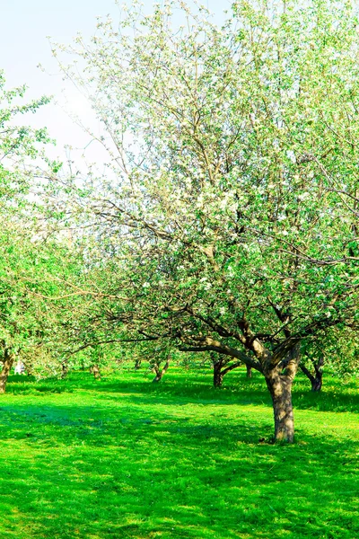 Apple träd trädgård — Stockfoto