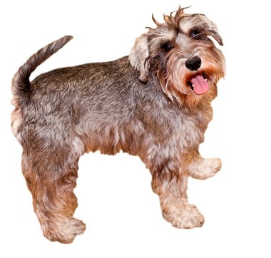 Mini schnauzer