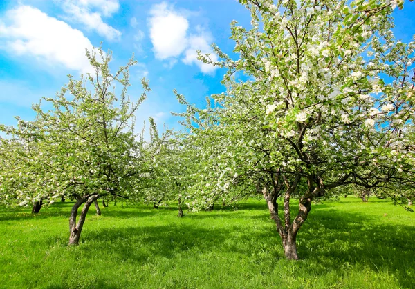 Elma ağaçlarının Park — Stok fotoğraf