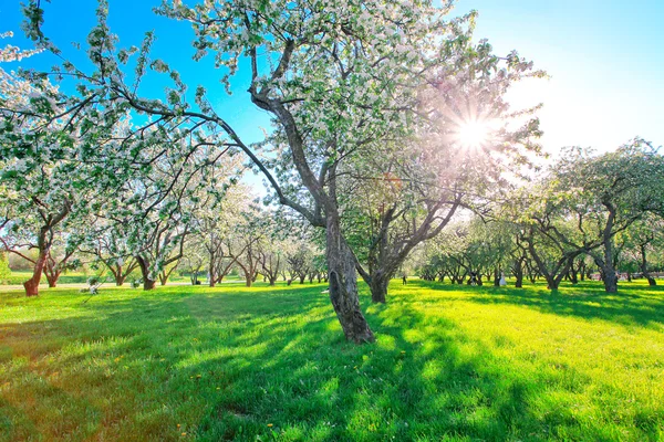 Appelbomen in park — Stockfoto