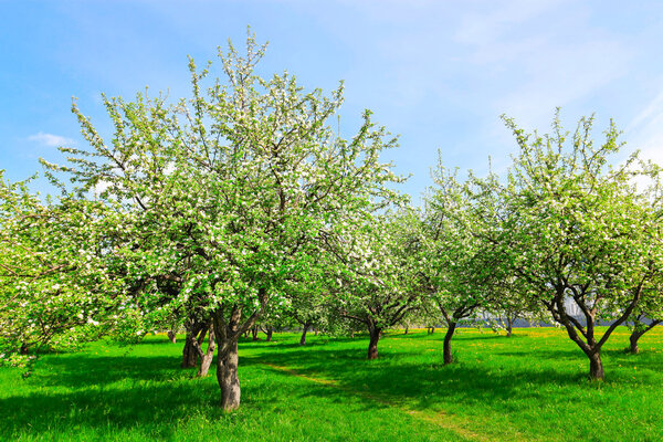 Apple trees in park