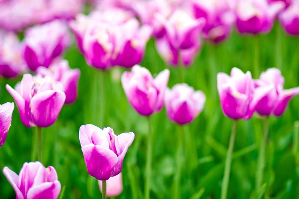 Blooming tulips — Stock Photo, Image