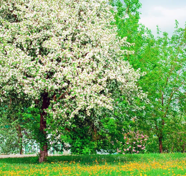 Vårskog — Stockfoto