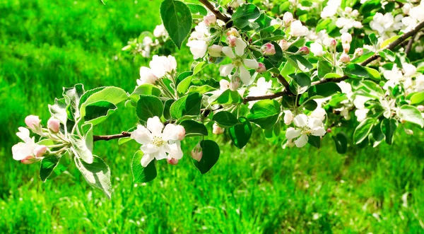 Ветви яблок во флоресценции — стоковое фото