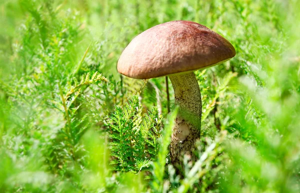 Brown cap boletus over green grass in summer — Stock Photo, Image