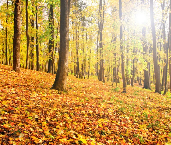 Podzimní park — Stock fotografie