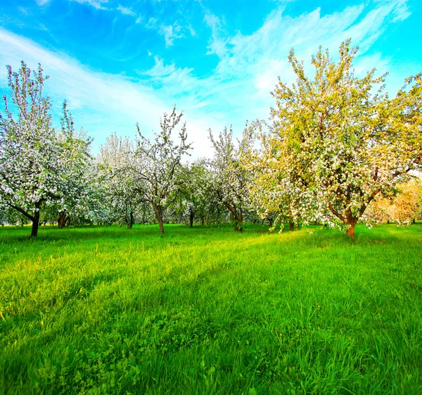 Blooming of decorative white apple and fruit trees — Stock Photo, Image