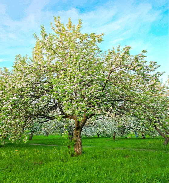 Florecimiento de manzanas blancas decorativas y árboles frutales — Foto de Stock