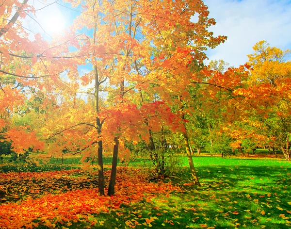 Piękny park jesień — Zdjęcie stockowe