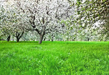 Dekoratif beyaz elma ve meyve ağaçlarının çiçeklenme