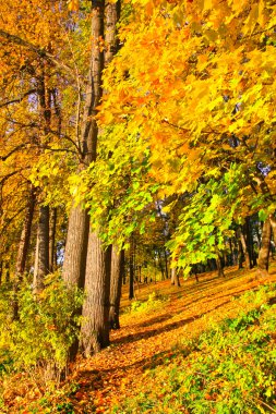 Parque Otoño colorido hermoso día soleado