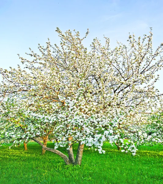 Floraison de pommiers et arbres fruitiers blancs décoratifs — Photo