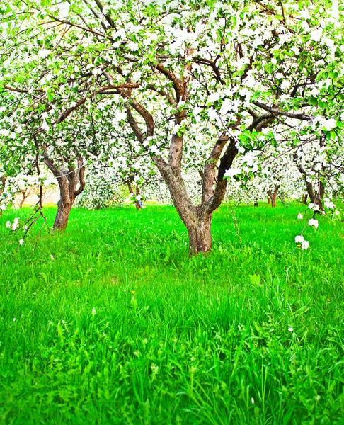 Fioritura di meli bianchi decorativi e alberi da frutto — Foto Stock