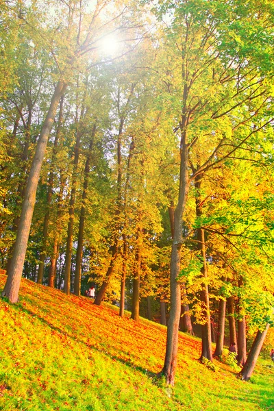 Parque Otoño colorido hermoso día soleado — Stok fotoğraf
