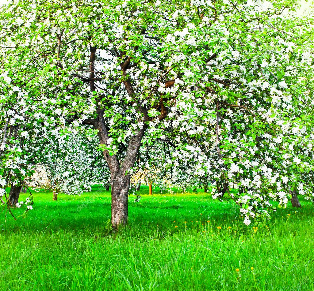 Blooming of decorative white apple and fruit trees — Stock Photo