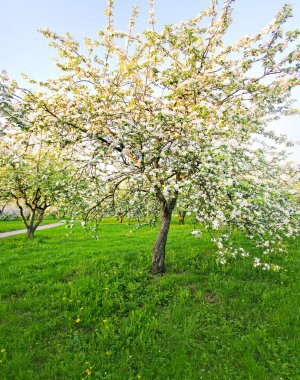çiçek elma ağaçlarının bahar Parkı mavi gökyüzü üzerinde
