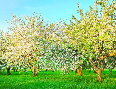 çiçek elma ağaçlarının bahar Parkı mavi gökyüzü üzerinde