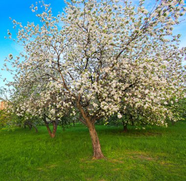 Çiçek açan elma ağaçlarının üzerinde mavi gökyüzünde parlak bahar Parkı