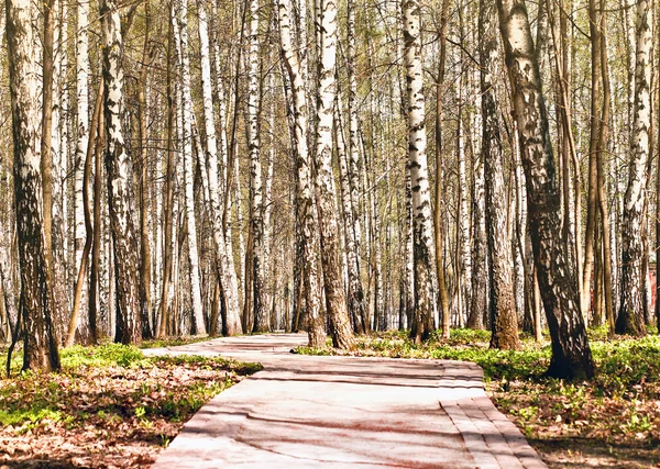 Birch Alley — Stock Photo, Image